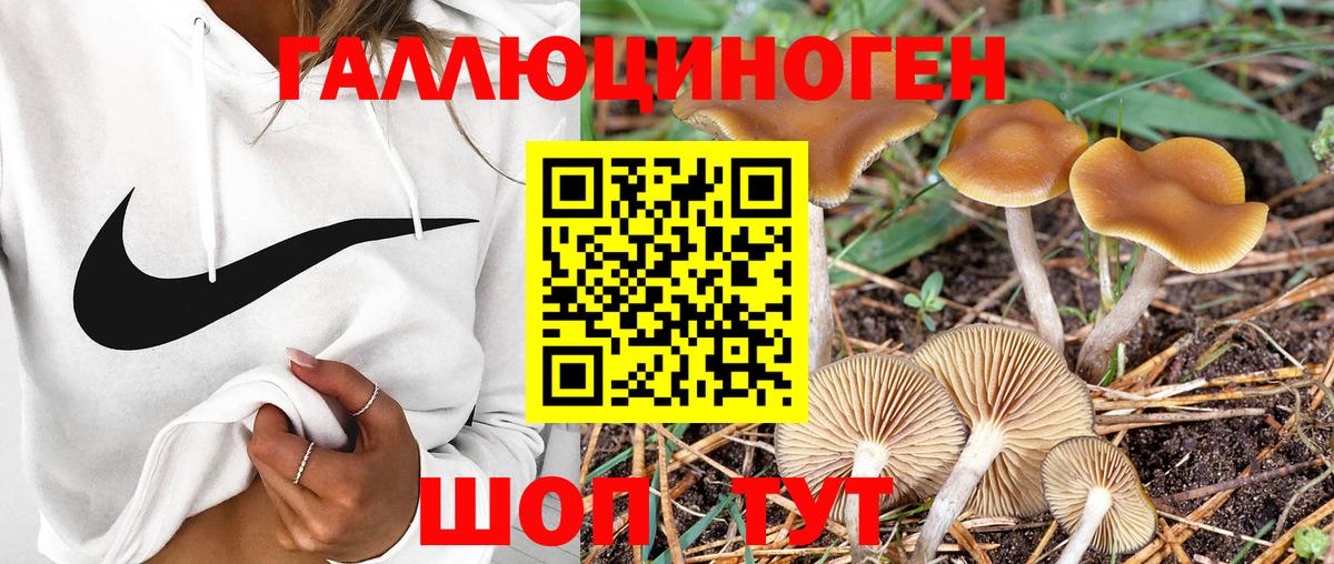 Кольчугино  продажа наркотиков  Вход с VPN  Галлюциногенные грибы GOLDEN TEACHER 