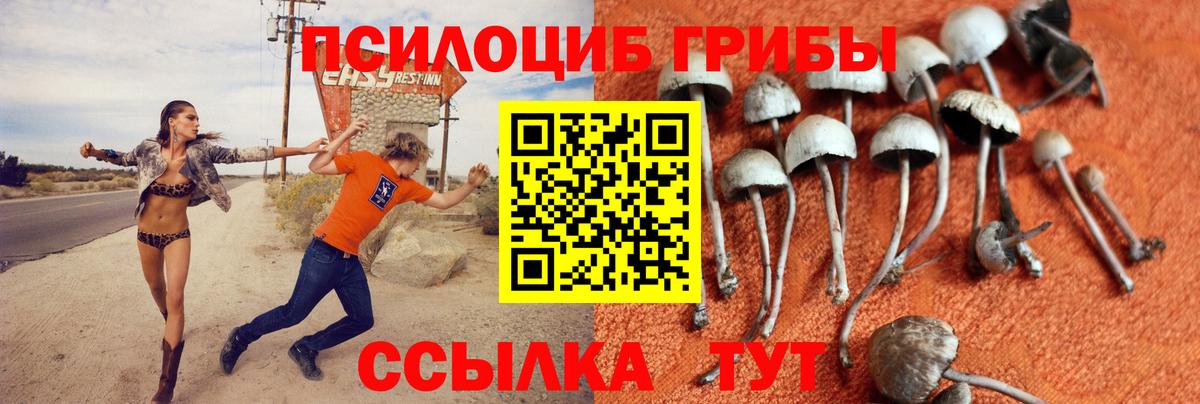 Галлюциногенные грибы Magic Shrooms  Кольчугино  Псилоцибиновые грибы Psilocybe 